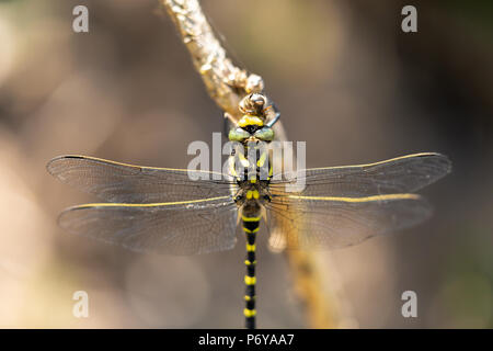 Makro Foto von Golden-Ringed Dragonfly thront auf Stick und verbrauchen die Biene Beute. Auf Canford Heide, Poole genommen. Stockfoto