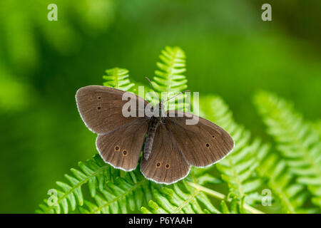 UK Wildlife: ringelwürmer Schmetterling Sitzstangen auf Adlerfarn mit Flügeln weit offen Stockfoto