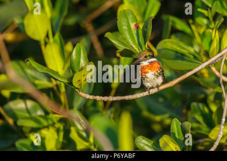 Green Kingfisher Chloroceryle americana San Blas, Nayarit, Mexiko vom 4. März 2018 erwachsenen männlichen Alcedinidae Stockfoto