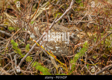 Verrußtes Grouse Dendragapus fuliginosus Mt. Rainier National Park, Washington, United States, 18. Mai 2018 erwachsene Frau Phasianidae Stockfoto