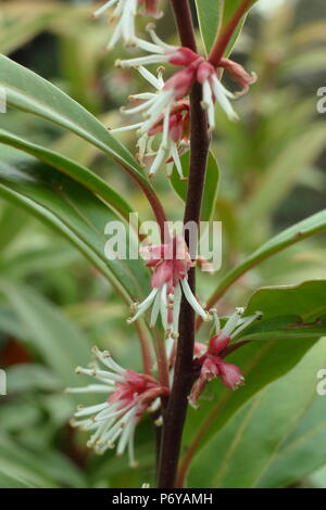 Sarcococca hookeriana var. Lila Stamm, auch als Süße, in der Blume in einem Englischen Garten im Winter, Großbritannien Stockfoto