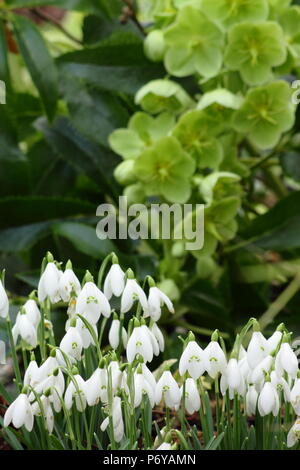 Korsische Nieswurz (Helleborus argutifolius) und Schneeglöckchen (Galanthus nivalis), die in der Blume in einem Garten Grenze im späten Winter, Frühjahr, Großbritannien Stockfoto