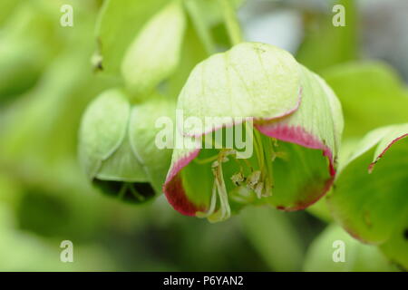 Helleborus purpurascens. Stinkende Nieswurz in Blume in einem Garten Grenze im späten Winter, Großbritannien Stockfoto