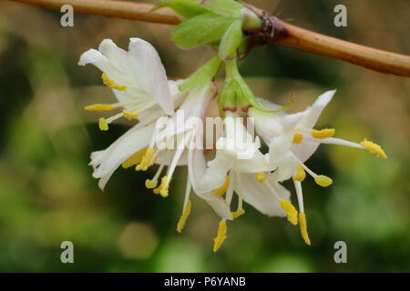 Lonicera x purpusii 'Winter Beauty' Geißblatt in Blüte im Winter, Großbritannien Stockfoto