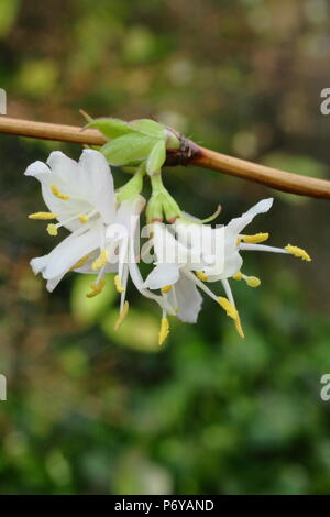 Lonicera x purpusii 'Winter Beauty' Geißblatt in Blüte im Winter, Großbritannien Stockfoto