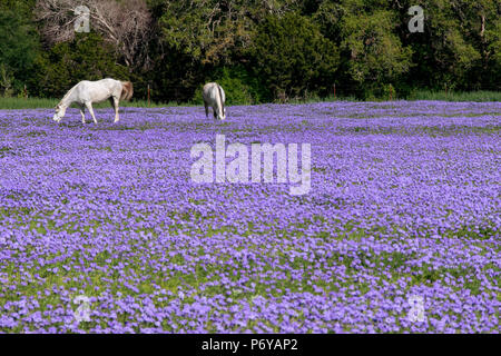 Zwei weiße Pferde grasen in einem Feld mit Lavendel und lila Blüten im Frühling im Texas Hill Country gefüllt. Stockfoto