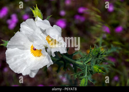 Windblown weißer Mohn mit lila Blüten Stockfoto