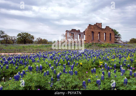 Verlassenen Ruinen der Gebäude in einem Feld bedeckt mit gebürtigen Texas Bluebonnets. Stockfoto