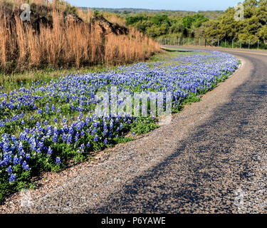 Bluebonnets und Gräser Linie eine geschwungene Straße im Gebirge Stockfoto