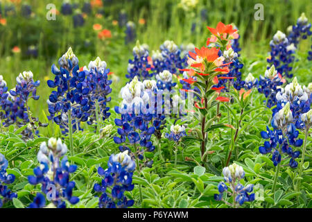 Red Indian Paintbrush in einem Feld von Texas bluebonnets Stockfoto