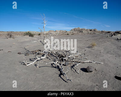 Ischigualasto Provincial Park, San Juan, Argentinien Stockfoto