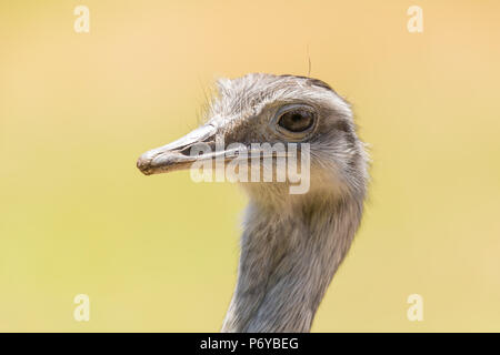 Mehr Nandu (Rhea americana) Kopf. Stockfoto