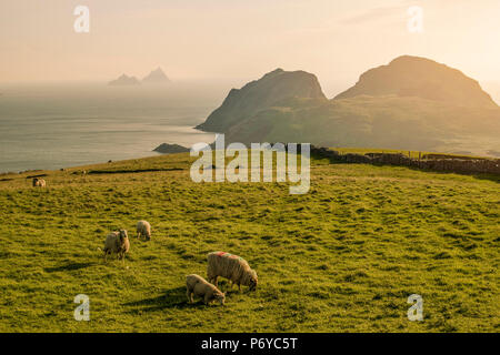 Portmagee, County Kerry, Provinz Munster, Irland, Europa. Ansicht der Papageitaucher Island und die Skellig Inseln vor der Küste bei Sonnenuntergang. Stockfoto