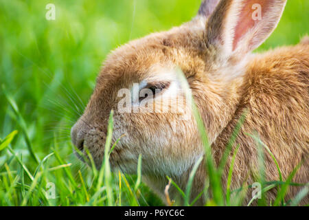 Hasen, Kaninchen auf dem Rasen Kaninchen auf dem grünen Gras/Cottontail bunny Kaninchen essen Gras im Garten/Pet auf dem grünen Rasen/Garten. Stockfoto