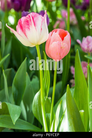 Schöne orange und gelb tulip Felder um Lisse im April, tulpenfeld mit verschiedenen Art und Farbe. Stockfoto