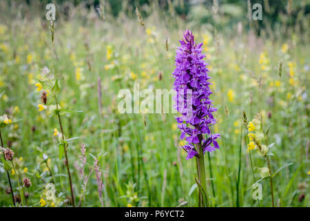 Dies ist ein stark gemacht wilden Süden Marsh Orchid (Dactylorhiza Praetermissa) Anzeige rosa-lila Blüten im Juni gegen einen unscharfen Wiese. Stockfoto
