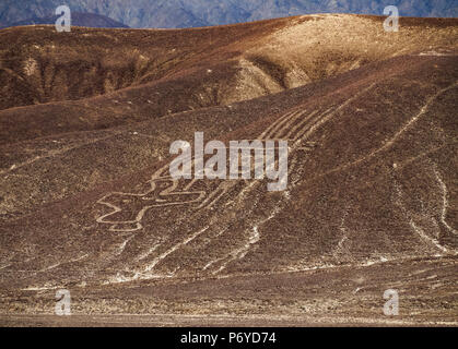 Die Paracas Familie Geoglyph, Palpa, ICA-Region, Peru Stockfoto