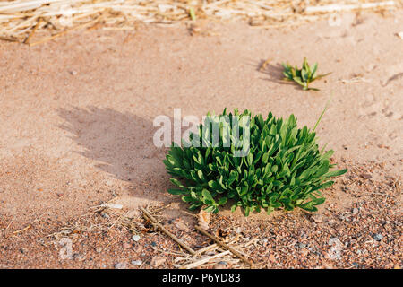 Grüne Pflanze, die Schatten auf hellen Sand wirft Stockfoto