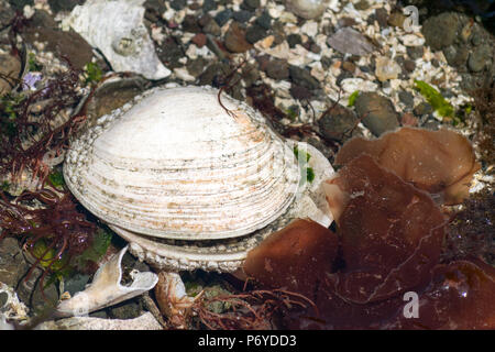 Geoduck Venusmuschel Stockfoto