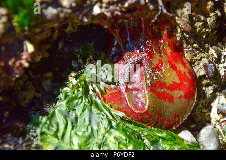 Grün und Rot lackiert Anemone Landschaft Stockfoto