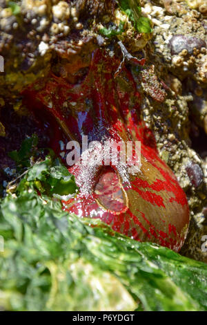 Grün und Rot lackiert Anemone Stockfoto