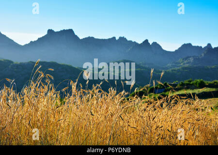 Ein Feld von Roggen bei Sonnenuntergang mit der Bergkette von Pitoes das junias im Hintergrund. Nationalpark Peneda Geres, Portugal Stockfoto