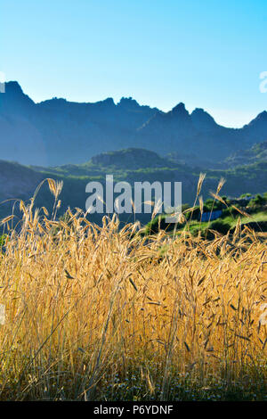 Ein Feld von Roggen bei Sonnenuntergang mit der Bergkette von Pitoes das junias im Hintergrund. Nationalpark Peneda Geres, Portugal Stockfoto