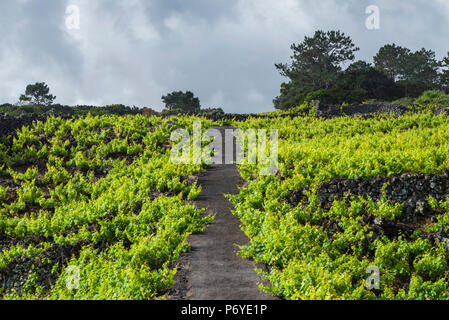 Portugal, Azoren, Insel Pico, Cabritos, Weinberg in vulkanischen Stein Stockfoto