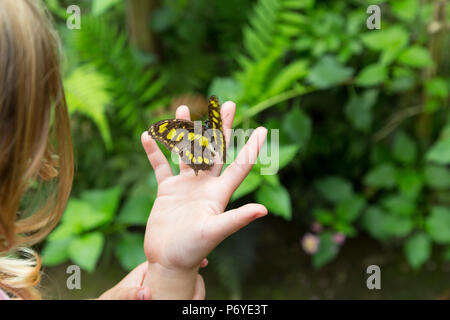 Palme der Hand ein Kind mit Schmetterling auf die Finger öffnen. Close Up. Selektive konzentrieren. Stockfoto