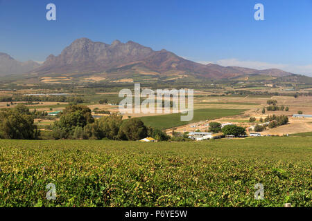 Südafrika, Western Cape, Paarl, Fairview Weingut Stockfoto