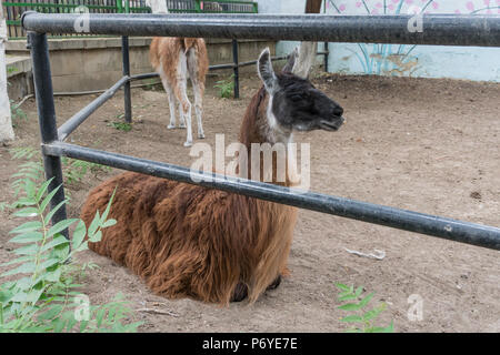 Nach weiblichen Lamas im Kontakt zoo close-up Stockfoto