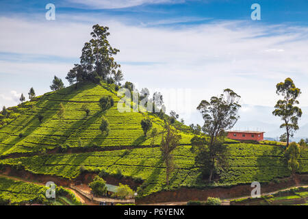 Nuwara Eliya, Sri Lanka: traditioneller englischer Briefkasten vor der