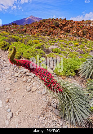 Spanien, Kanarische Inseln, Teneriffa, Teide Nationalpark, mit Blick auf die endemische Pflanze Tajinaste Rojo (Echium wildpretii) und Teide Gipfel. Stockfoto