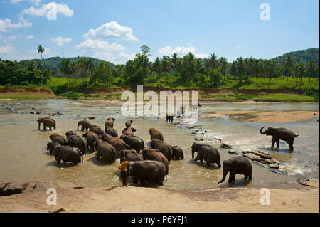 Verwaiste Indische Elefanten am Udawalawe Elephant Transit Home, Pinnawela, Sri Lanka Stockfoto