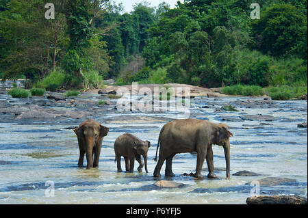 Verwaiste Indische Elefanten am Udawalawe Elephant Transit Home, Pinnawela, Sri Lanka Stockfoto