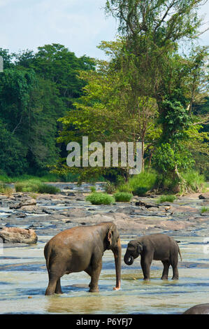 Verwaiste Indische Elefanten am Udawalawe Elephant Transit Home, Pinnawela, Sri Lanka Stockfoto