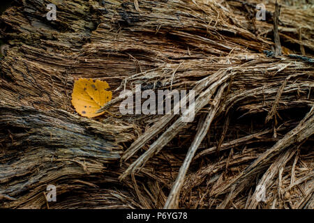 Kleine gelbe Blatt auf trockenen Baumstamm Stockfoto