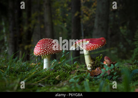 Zwei fly agaric Pilze auf grünen Wald, einer von ihnen teilweise gefressen wurde, Finnland, Skandinavien Stockfoto