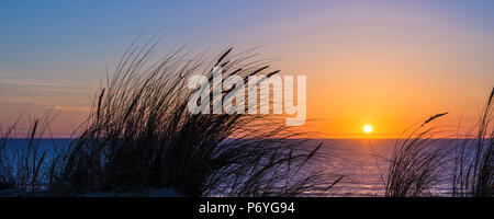 Sonnenuntergang am Atlantik, Strandhafer Silhouette in Lacanau-Frankreich Stockfoto