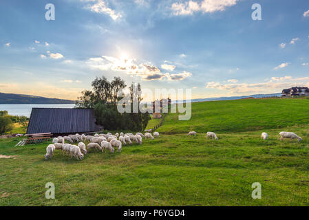 Eine Herde Schafe auf dem Hügel in der Nähe einer kleinen Hütte. Sommer Landschaft. Polen. Stockfoto