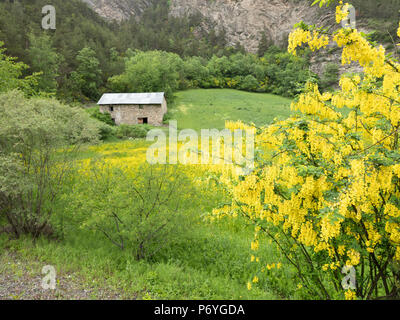Alte Scheune auf französische Landschaft der Provence und farbenfrohe gelbe Blumen in der Wiese Stockfoto