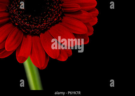 Rote gerbera fotografiert vor einem schwarzen Hintergrund Stockfoto