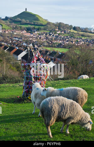 Die hell eingerichteten Stumpf der mythischen Glastonbury heilige Dorn auf Wearyall Hill (Wirral) im neuen Jahr. Legenden link dieses dem Josef von Arimathäa gehörte. Stockfoto