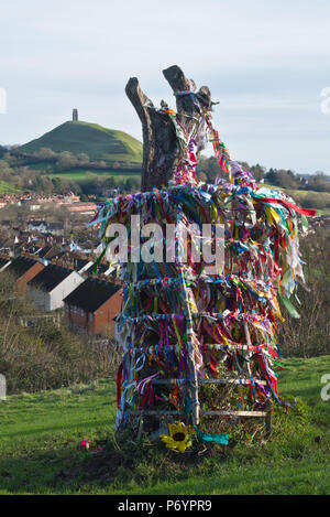 Die hell eingerichteten Stumpf der mythischen Glastonbury heilige Dorn auf Wearyall Hill (Wirral) im neuen Jahr. Legenden link dieses dem Josef von Arimathäa gehörte. Stockfoto