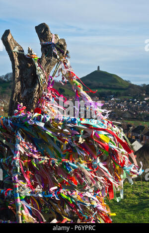 Die hell eingerichteten Stumpf der mythischen Glastonbury heilige Dorn auf Wearyall Hill (Wirral) im neuen Jahr. Legenden link dieses dem Josef von Arimathäa gehörte. Stockfoto