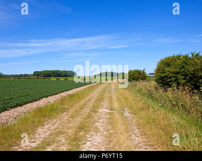 Einer Hochebene Reitweg in der Nähe von Warter mit Blick auf eine kartoffelernte und Wald mit Mais und Gerste unter einem blauen Himmel in den Yorkshire Wolds Stockfoto
