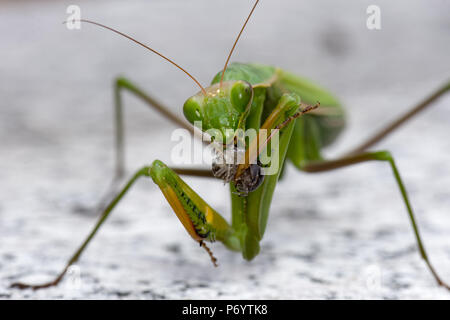 Farbe outdoor natürliche Tierwelt hautnah Makrofotografie eines einzigen Grün isoliert Gottesanbeterin beim Essen Stockfoto