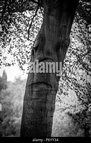 Eindruck einer Fläche auf einem Baumstamm in Abington Park, Northampton, Großbritannien Stockfoto