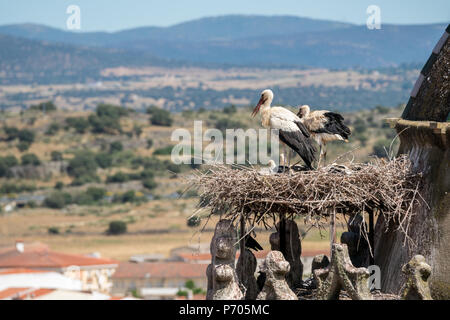 Störche nisten in Trujillo, Extremadura, Spanien Stockfoto