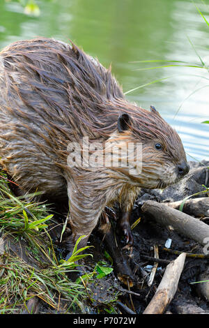 Eine Nahaufnahme Bild eines erwachsenen Biber (Castor Canadensis); Schritt über die Kante einer travelway auf seinem Beaver Dam an der Biber Boardwalk in Hinton Alb Stockfoto